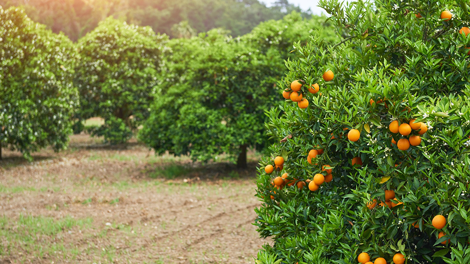 An orange plantation